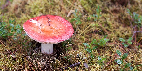 Гриб ландшафт