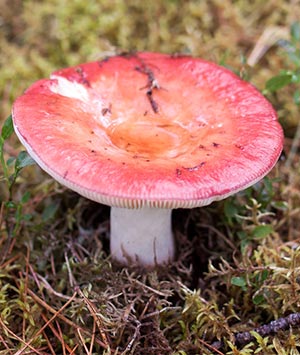 Гриб портрет